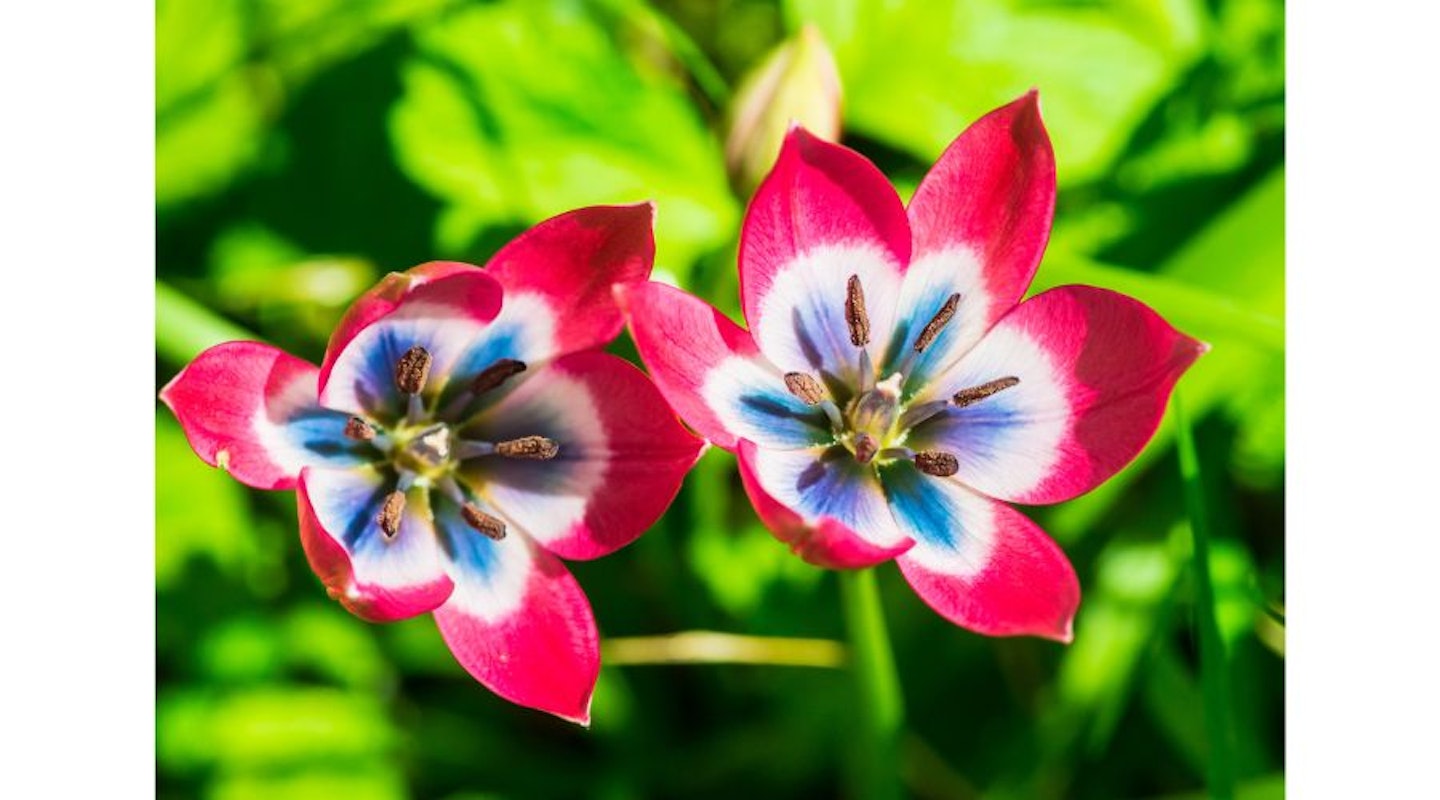 Tulip 'Little Beauty'