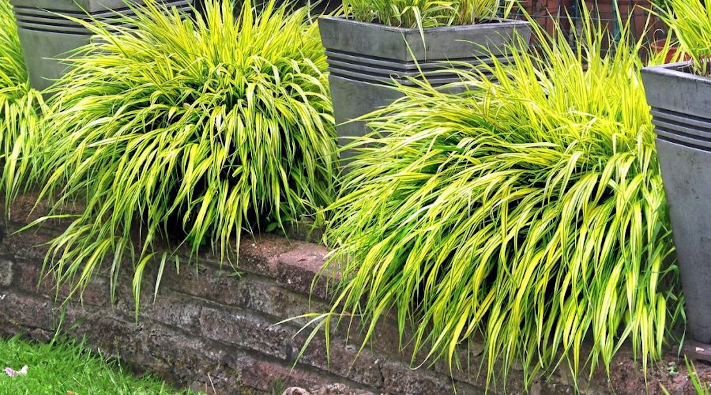 Golden Hakonechloa ‘Alboaurea’