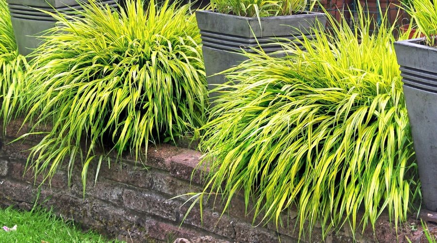 Golden Hakonechloa ‘Alboaurea’