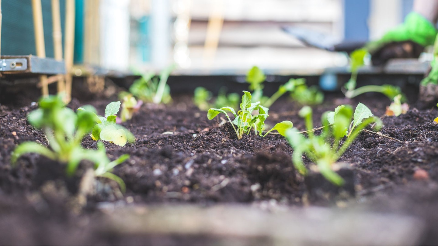 Raised garden bed soil