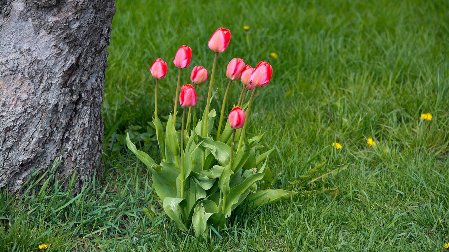 Tulips under tree