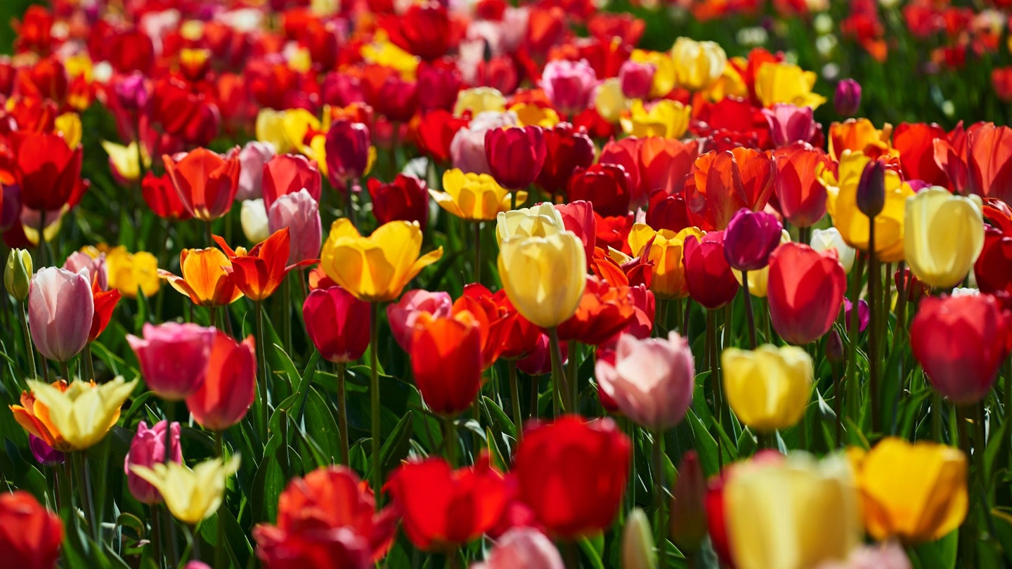 Variety of tulips