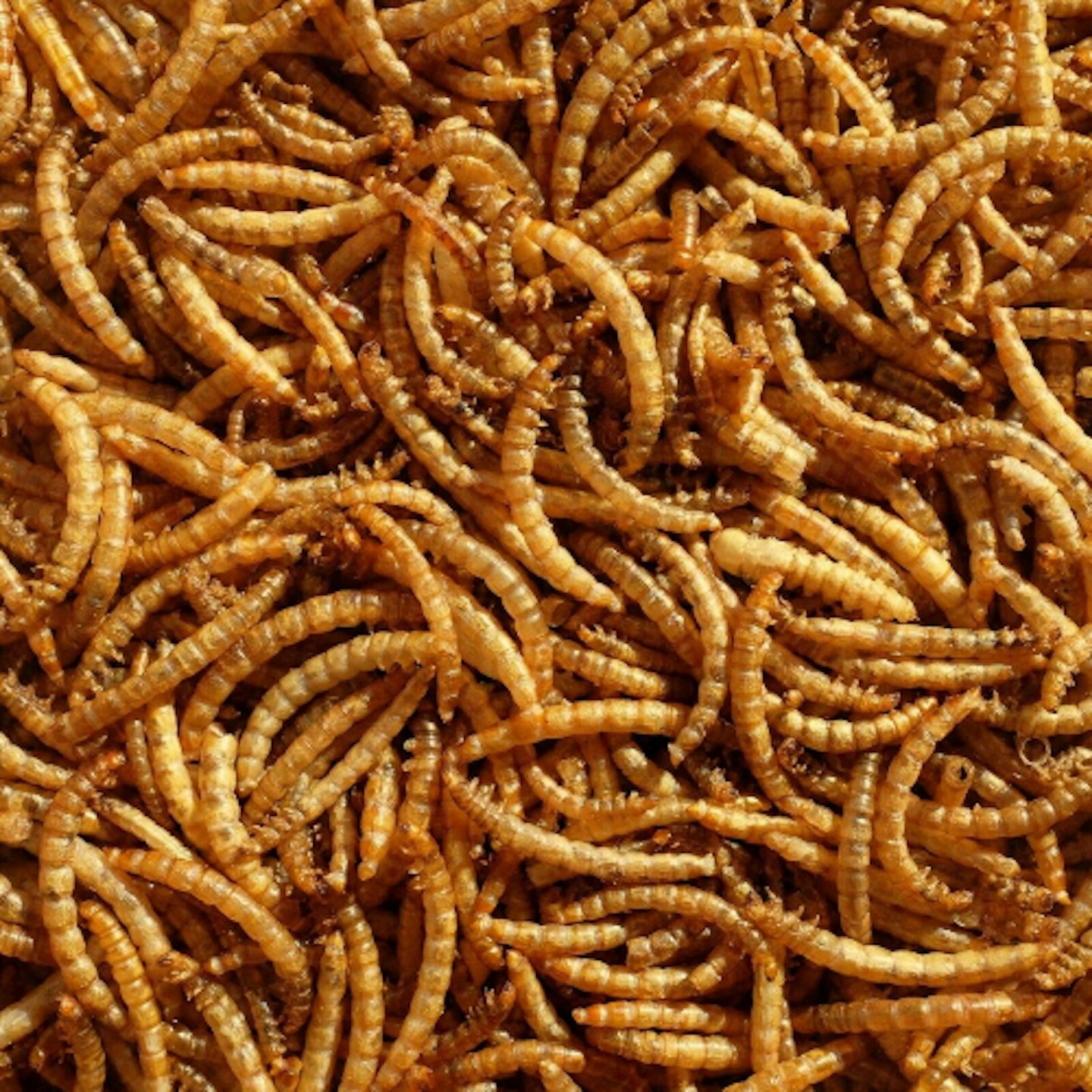 Pet Ting mealworms 