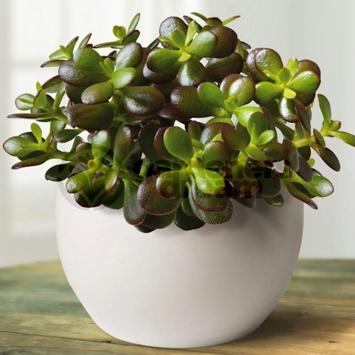 Jade plant 