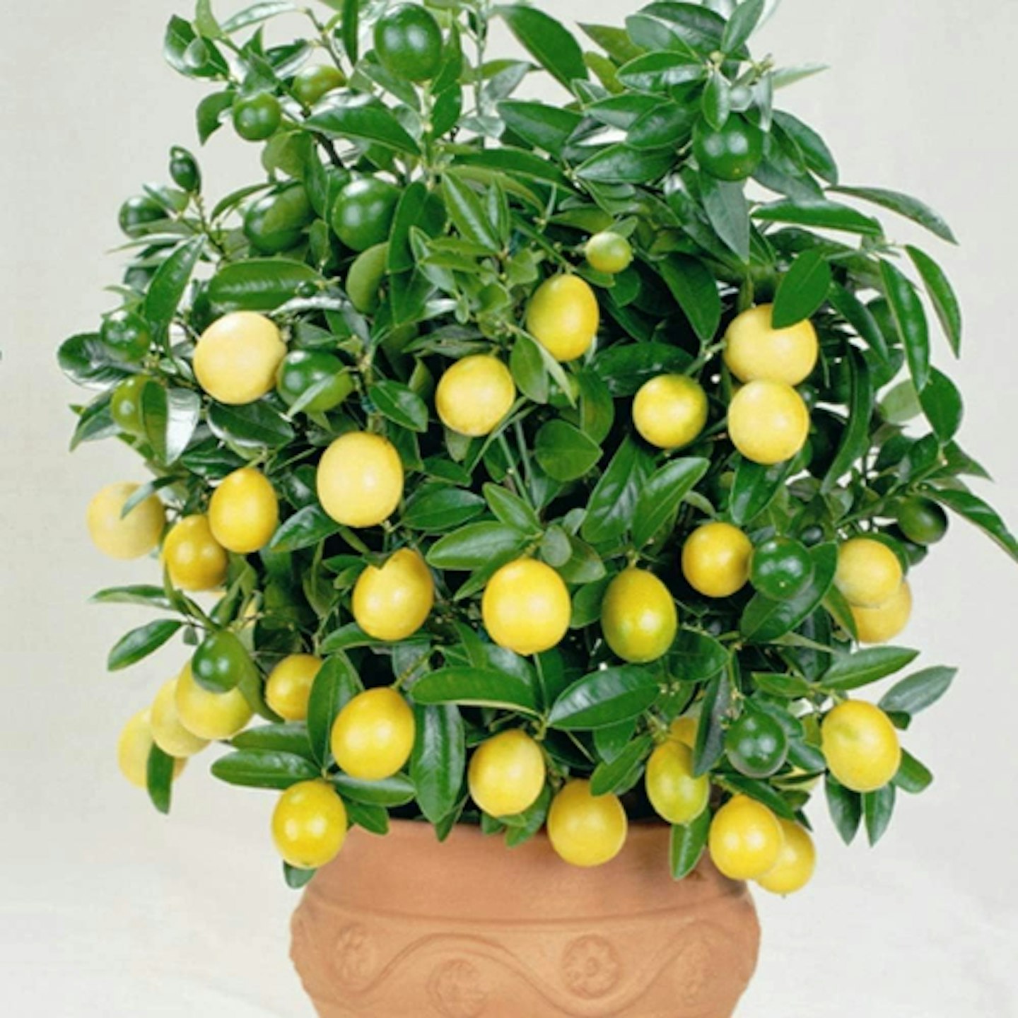 Lemon tree 