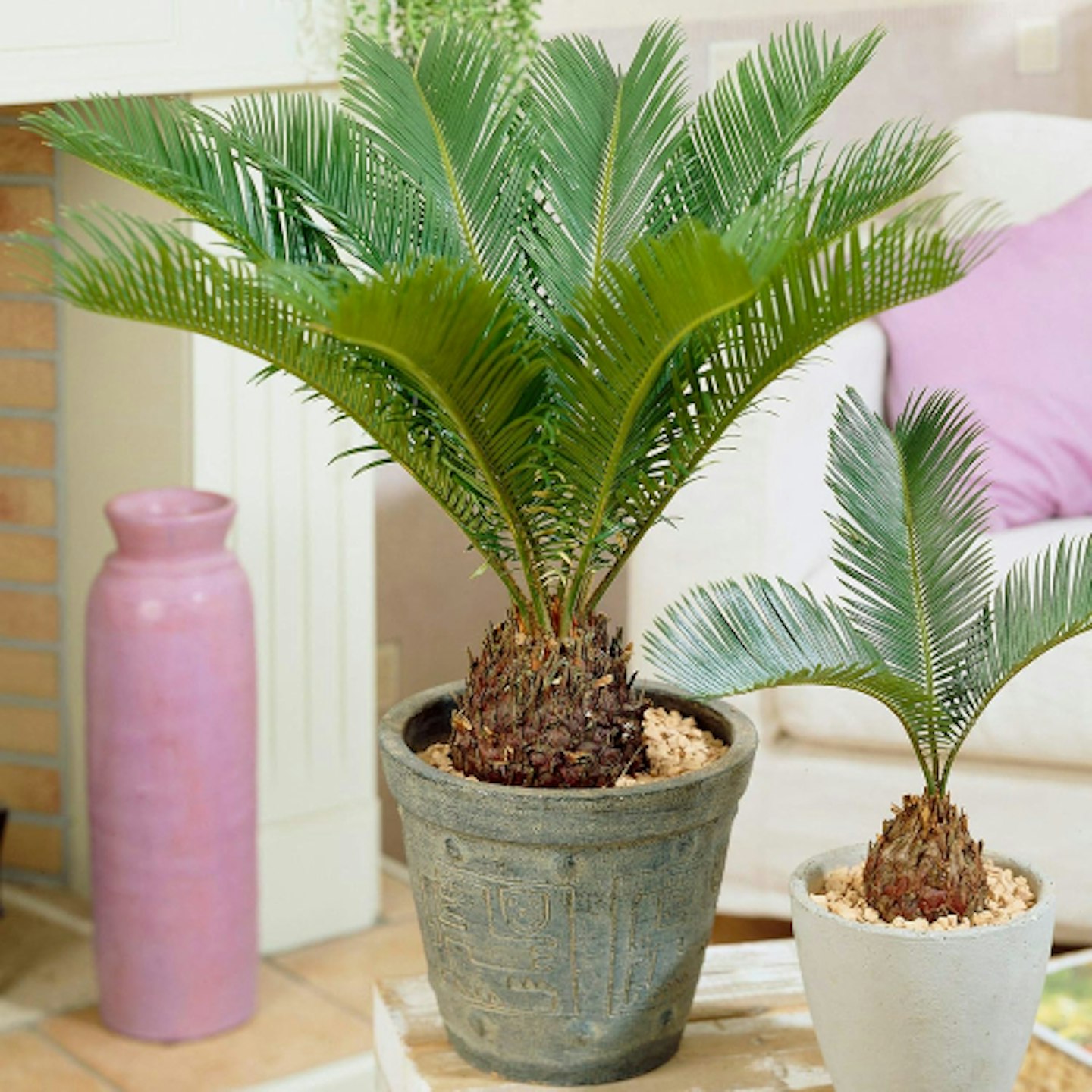 Pago palm 