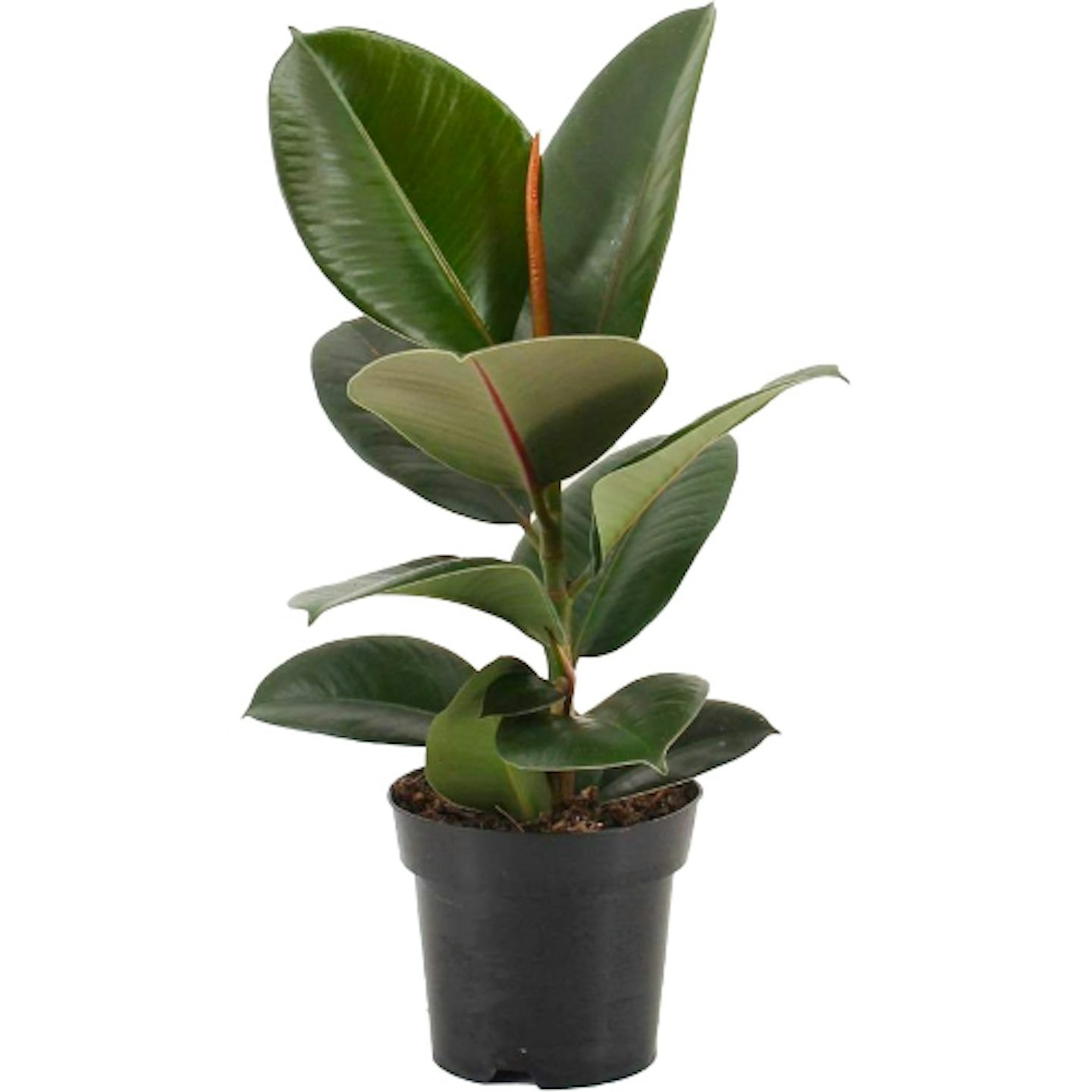 Rubber plant 