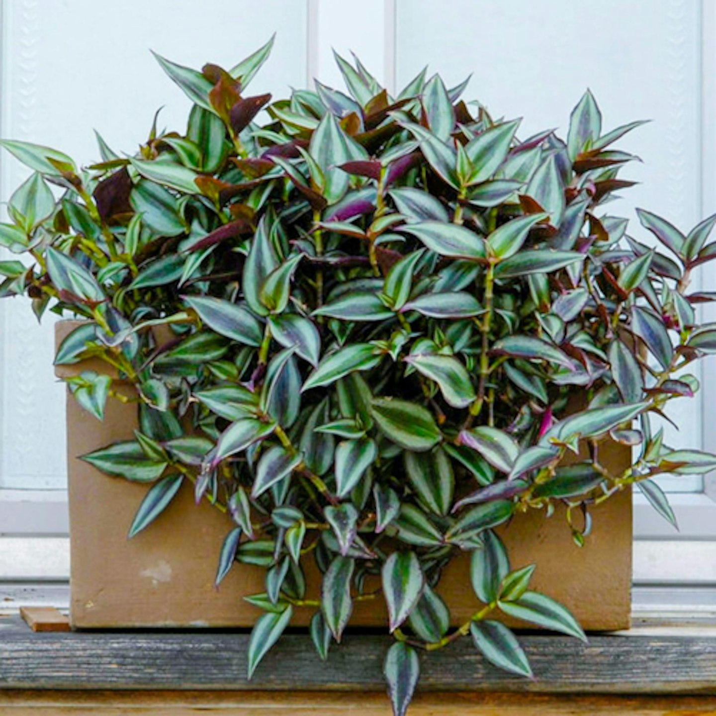 Tradescantia plant 