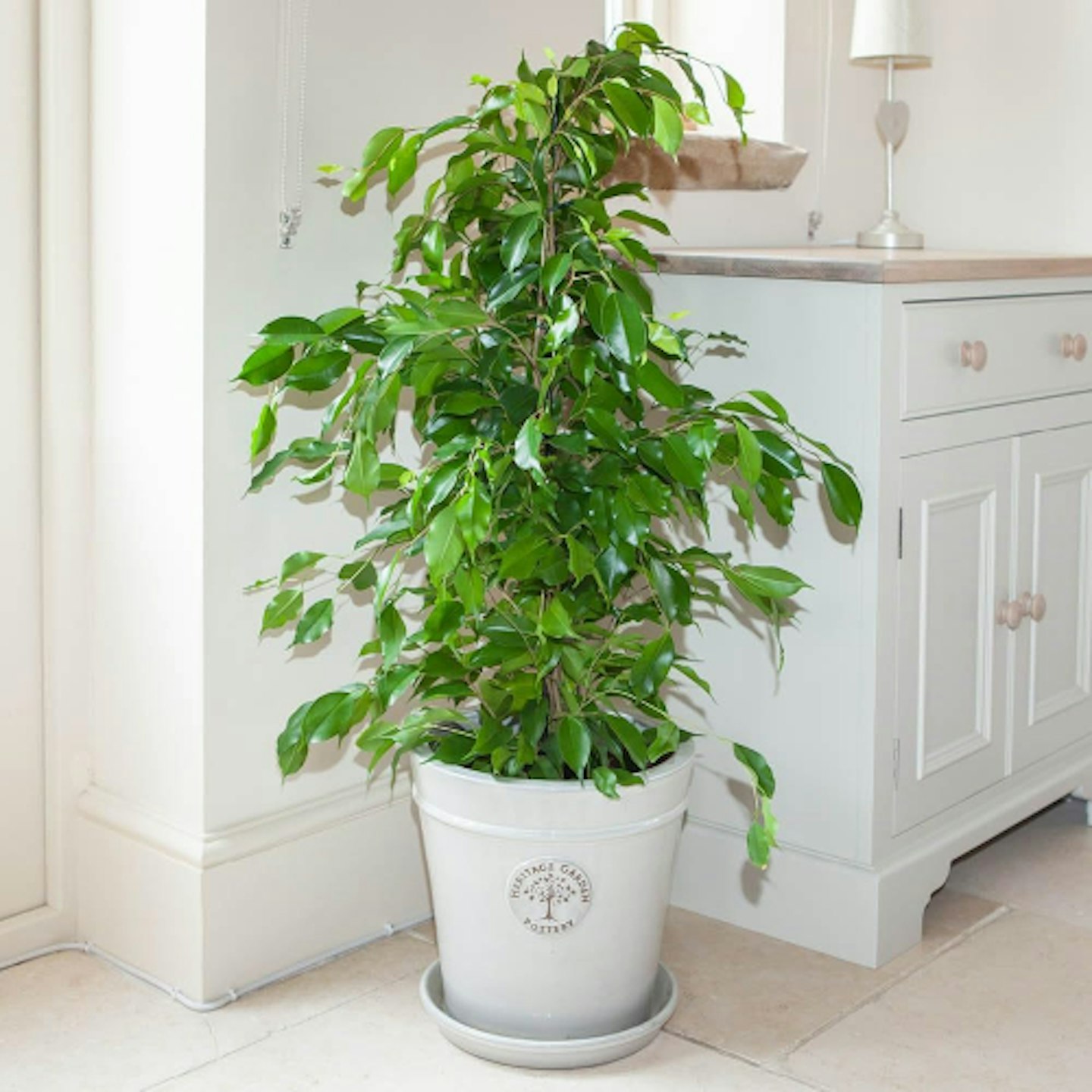 Ficus plant 