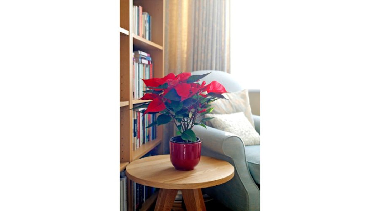 poinsettia plant on table