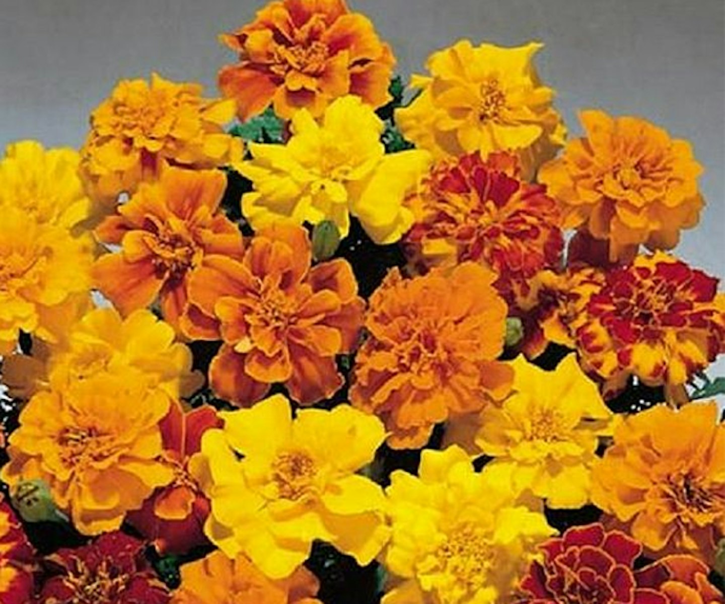 Marigold French Seeds - Summer Loving Mix