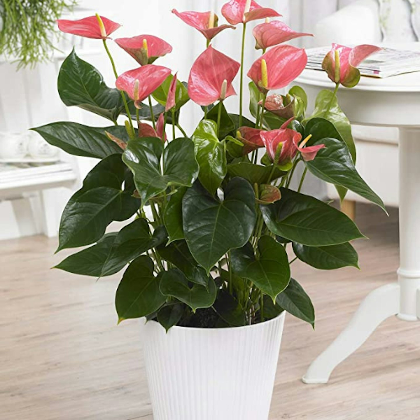 Pink Anthurium Laceleaf Colourful Indoor Flowering House Plant 