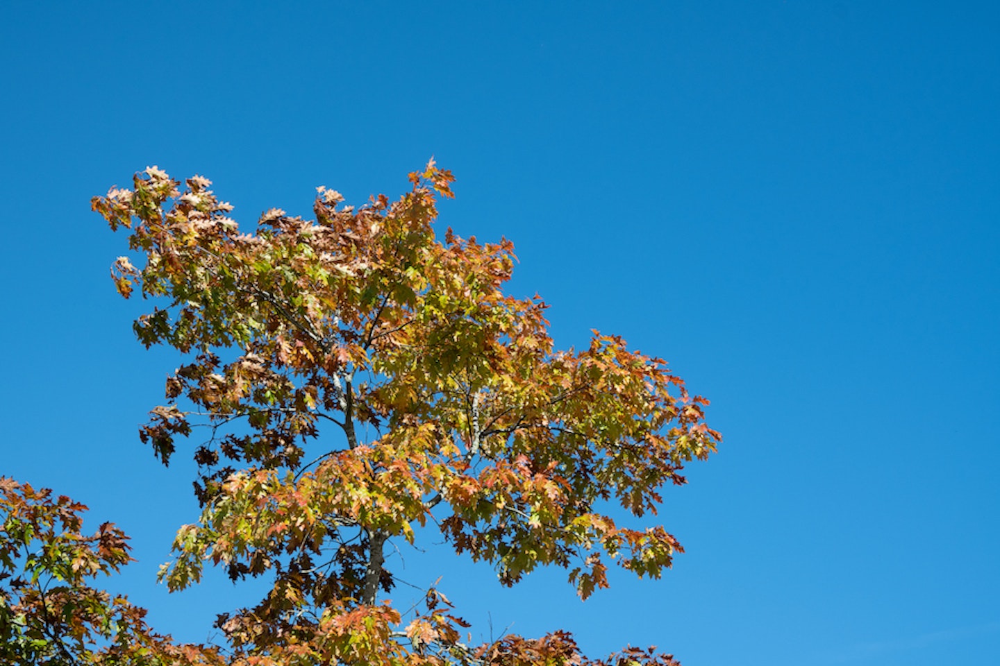 Nikon Z30 sample image - sky and tree