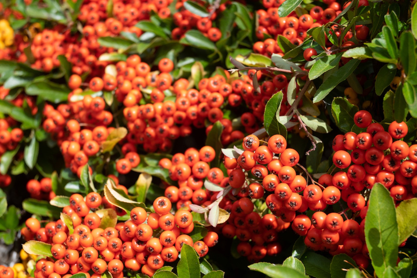 Nikon Z30 sample image - berries