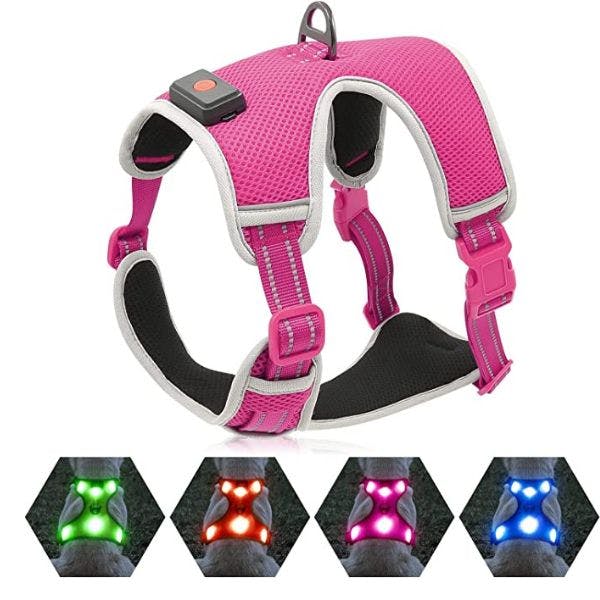 Best led best sale dog leash