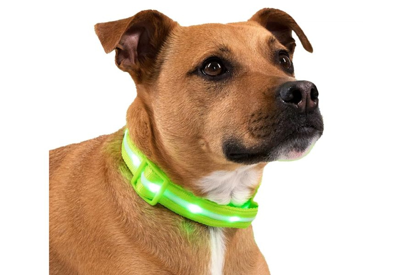 Blazin Bison Safety LED Dog Collar