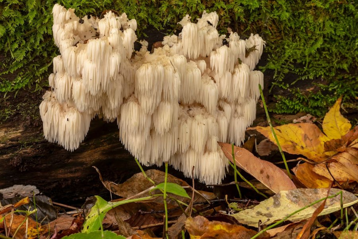 Lion's Mane Mushroom out in the wild