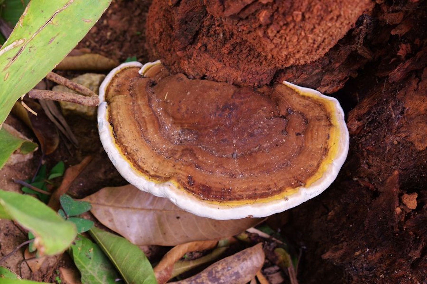 Reishi Mushroom (Lingzhi) growing at the bottom of tree stem