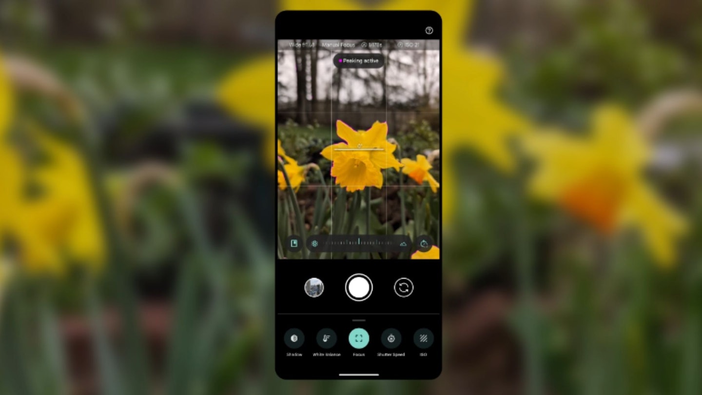A Pixel phone with a grid on the camera mode, photgraphing a daffodil