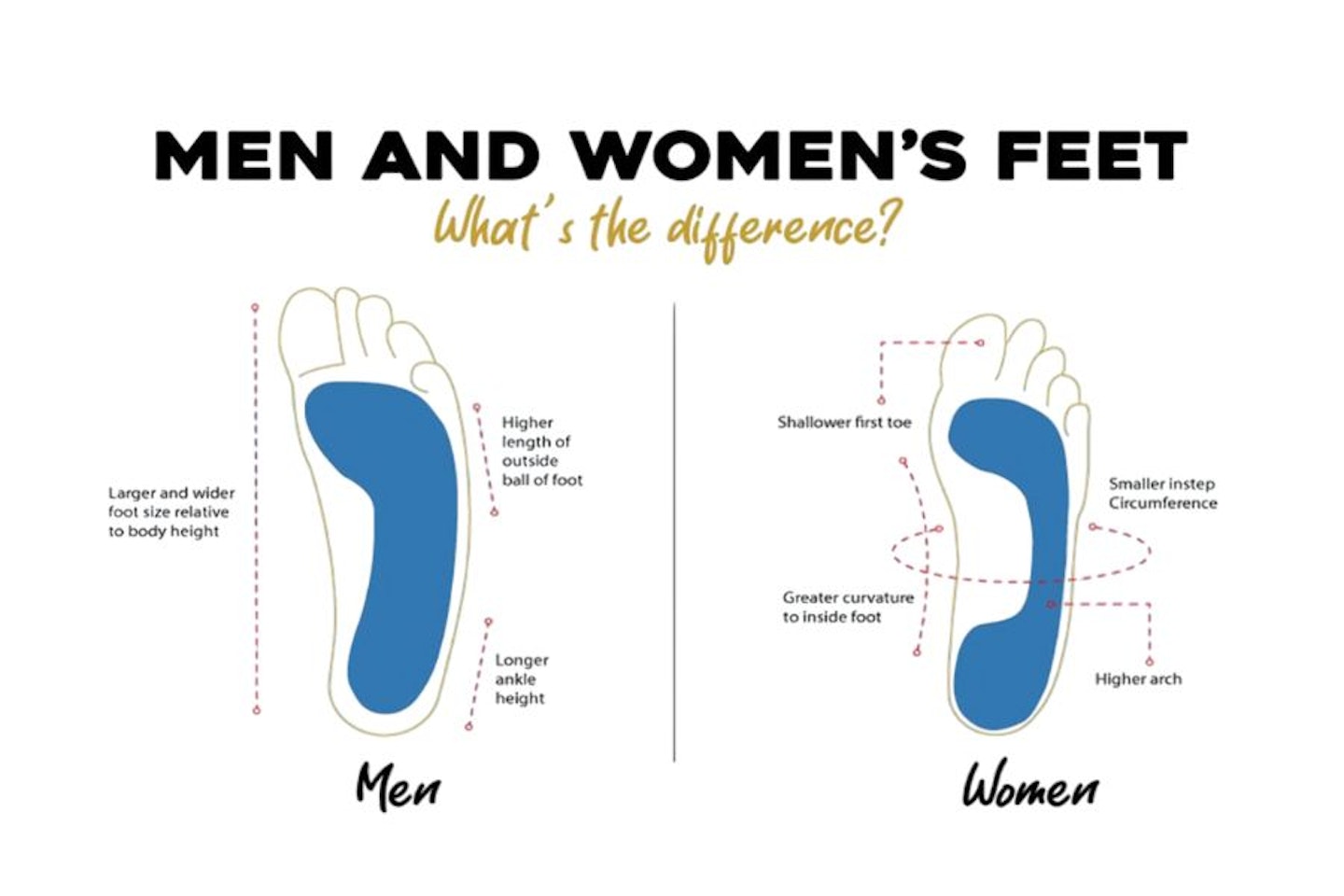 An illustration on men's vs women's feet when buying gym trainers