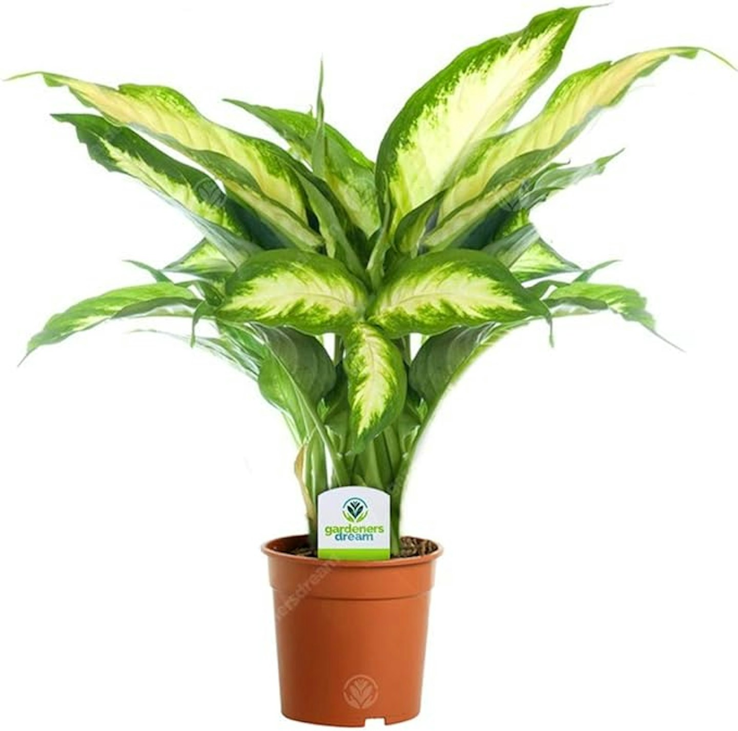 Dieffenbachia Camilla