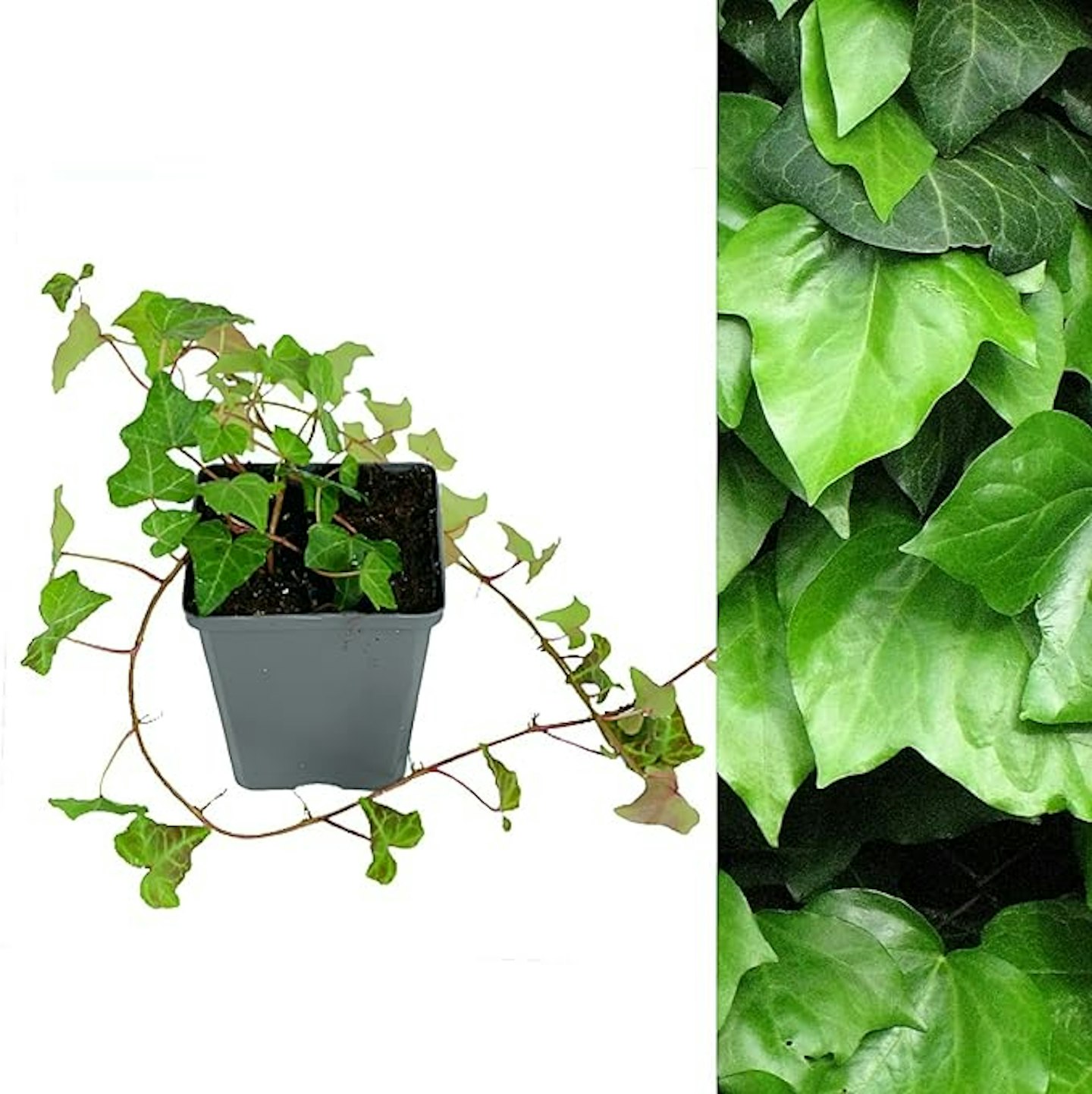 Hedera Helix - English Ivy Evergreen