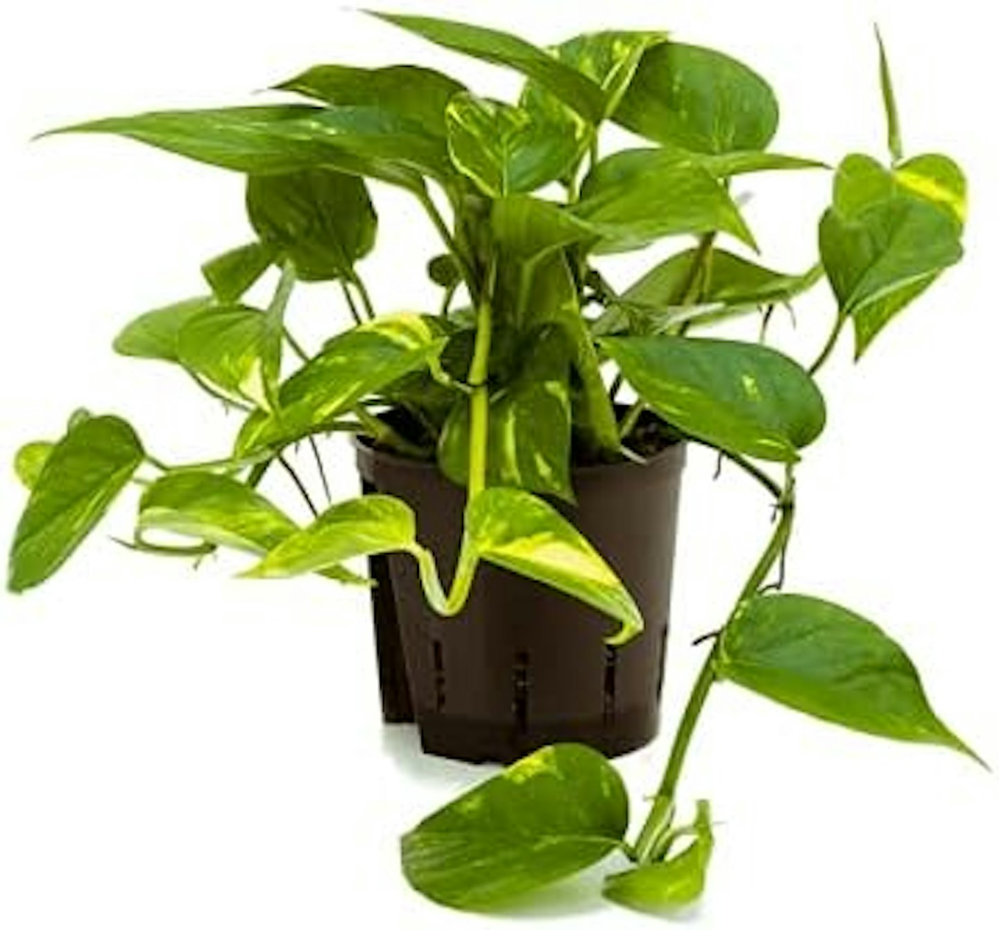 Golden POTHOS Scindapsus Epipremnum Aureum Devils Ivy Indoor Plant