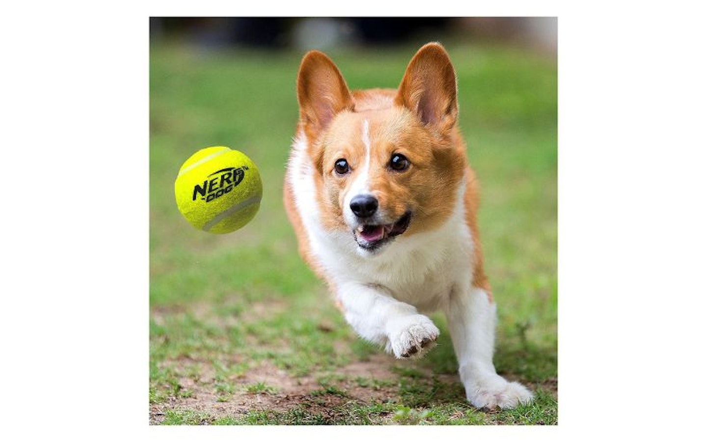 Nerf Dog Compact Tennis Ball Blaster