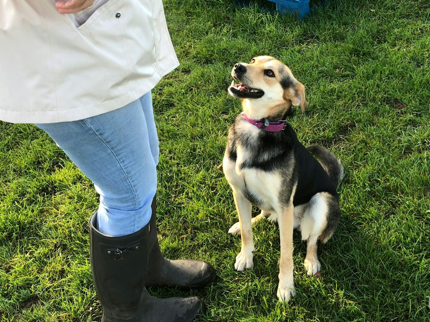 a dog waiting for the owner to throw a ball