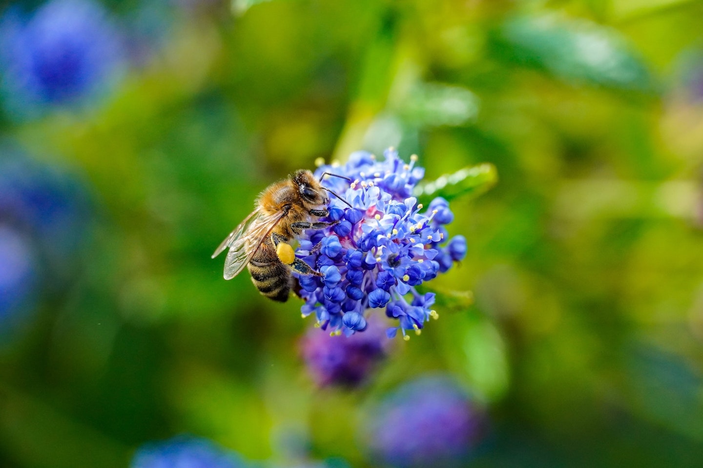 Picture of bee taken with Sony A6400