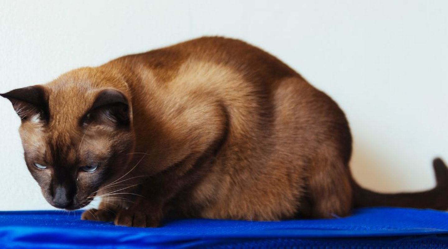 A cat on a pet cooling mat