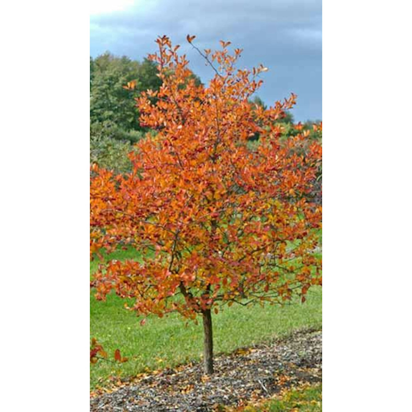 Hawthorn tree 