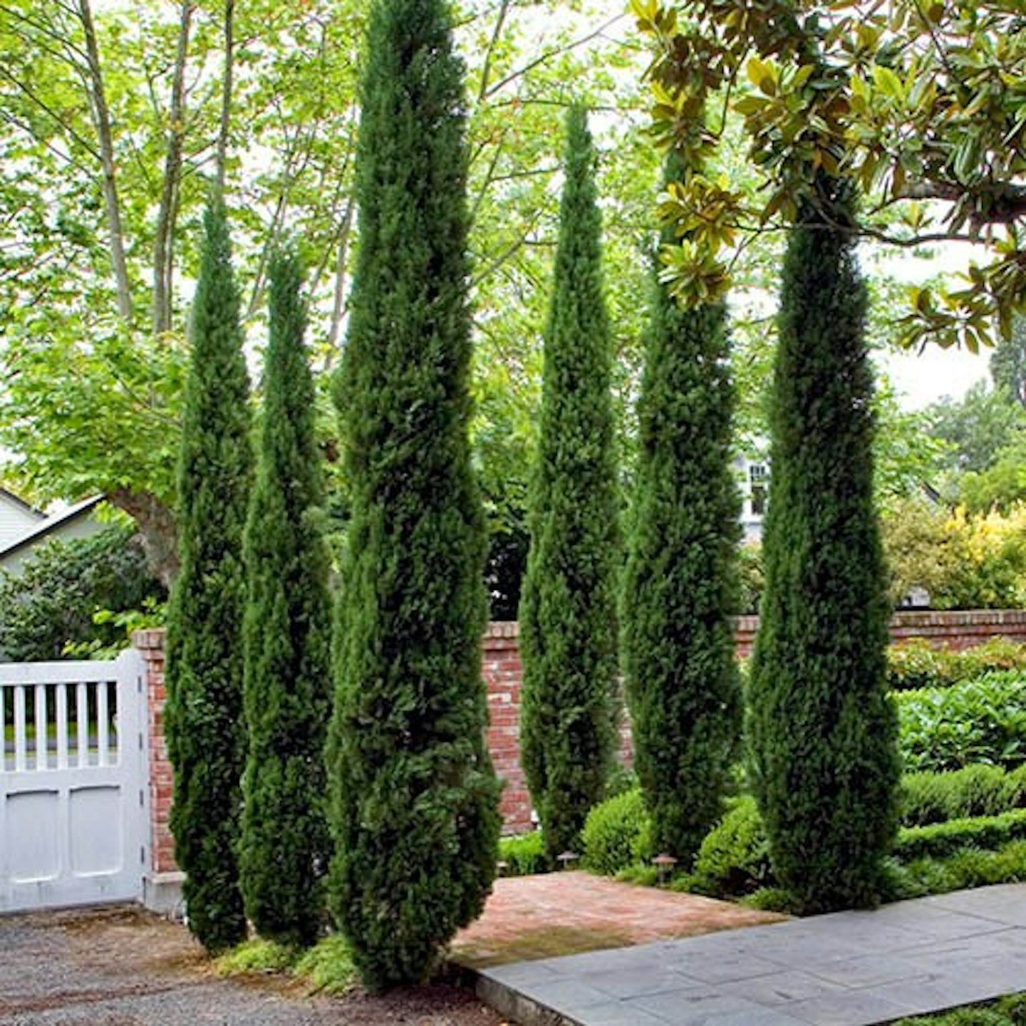 Italian Cyprus trees 