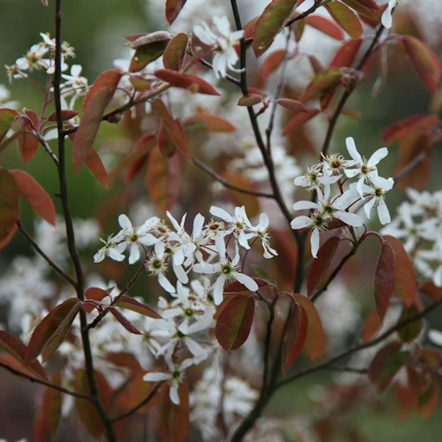 June berry tree