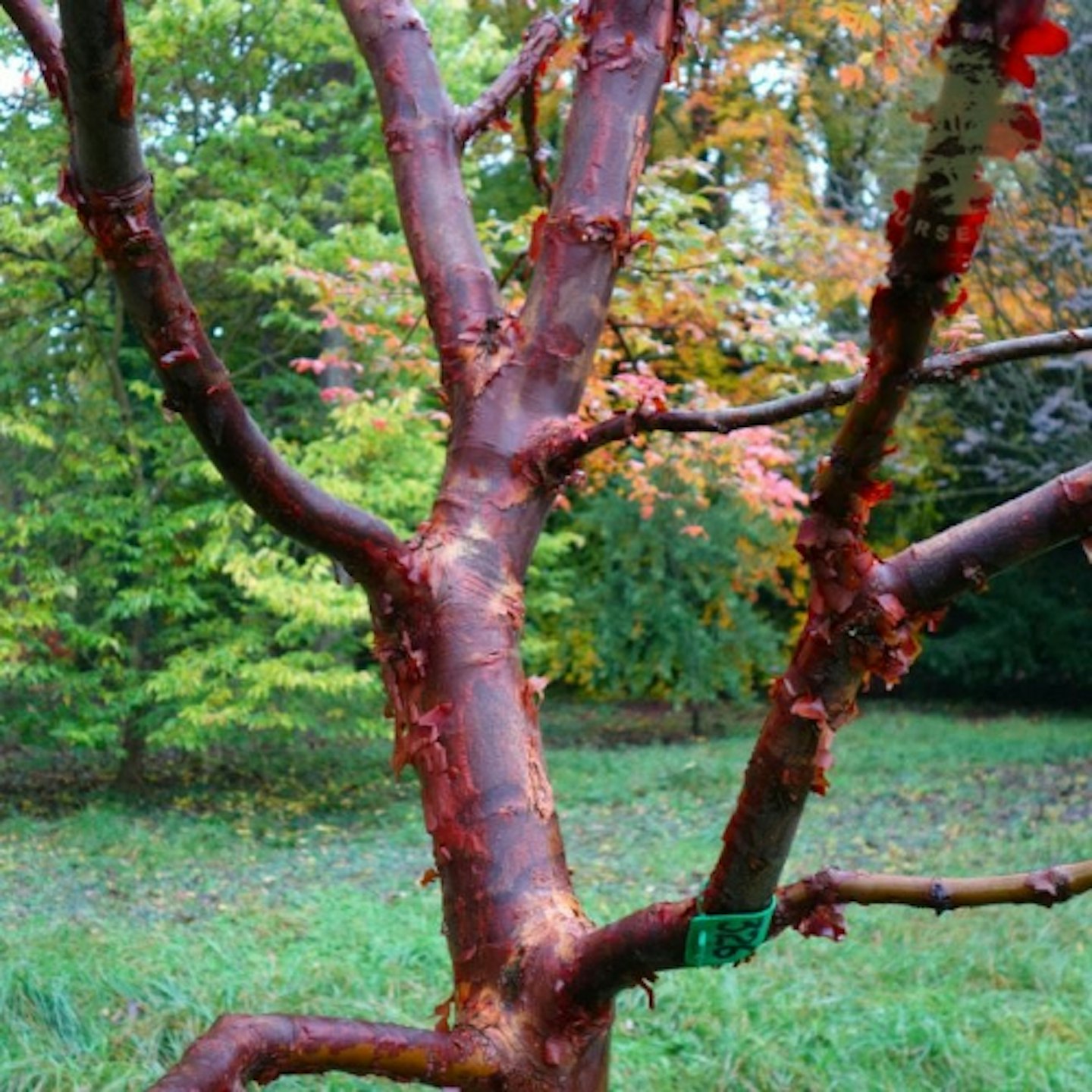 Paper bark tree