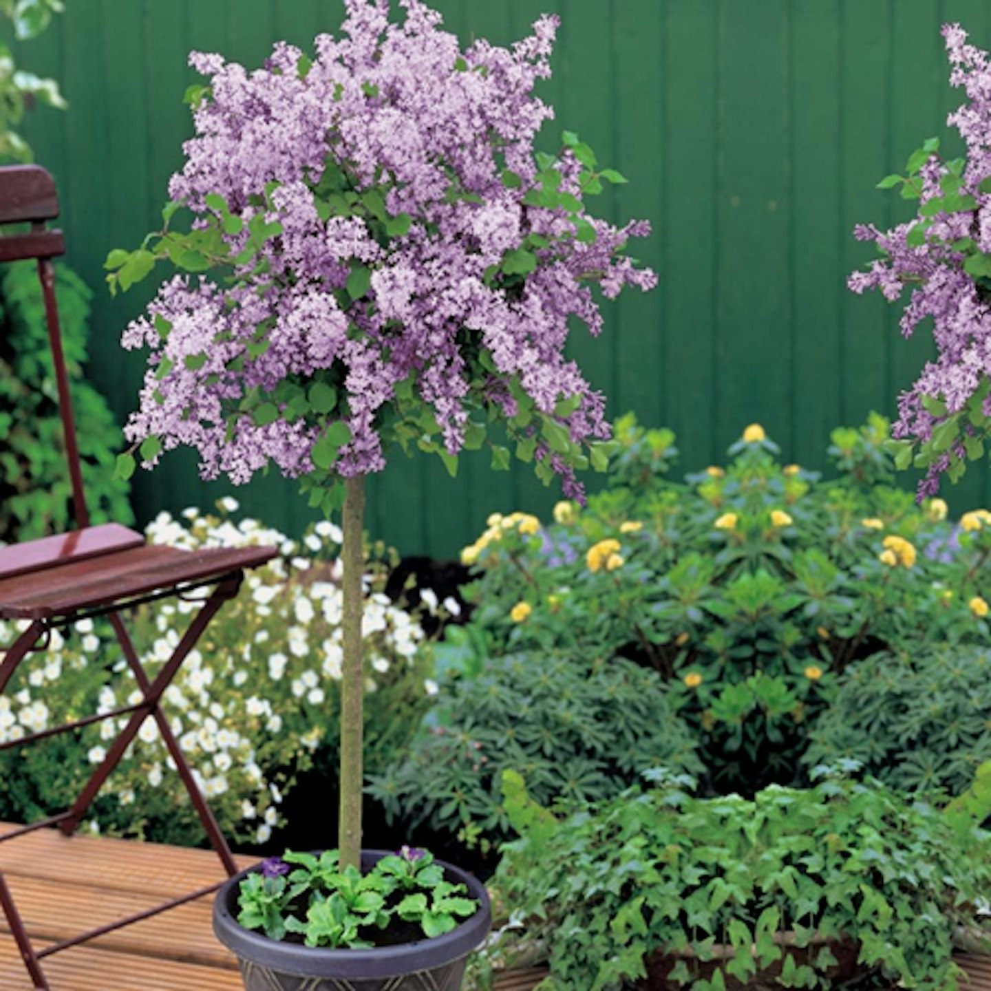 Purple lilac tree 