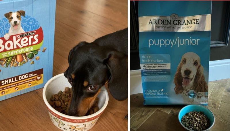 Best dog food at safeway best sale