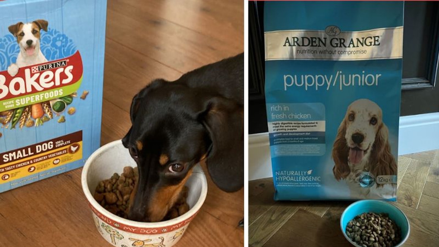 Best dry dog foods being tested by our pets at Yours
