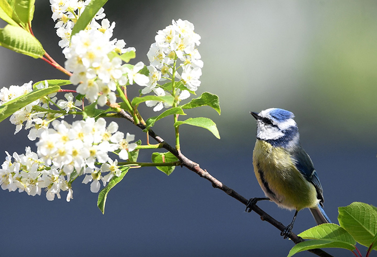 bluetit