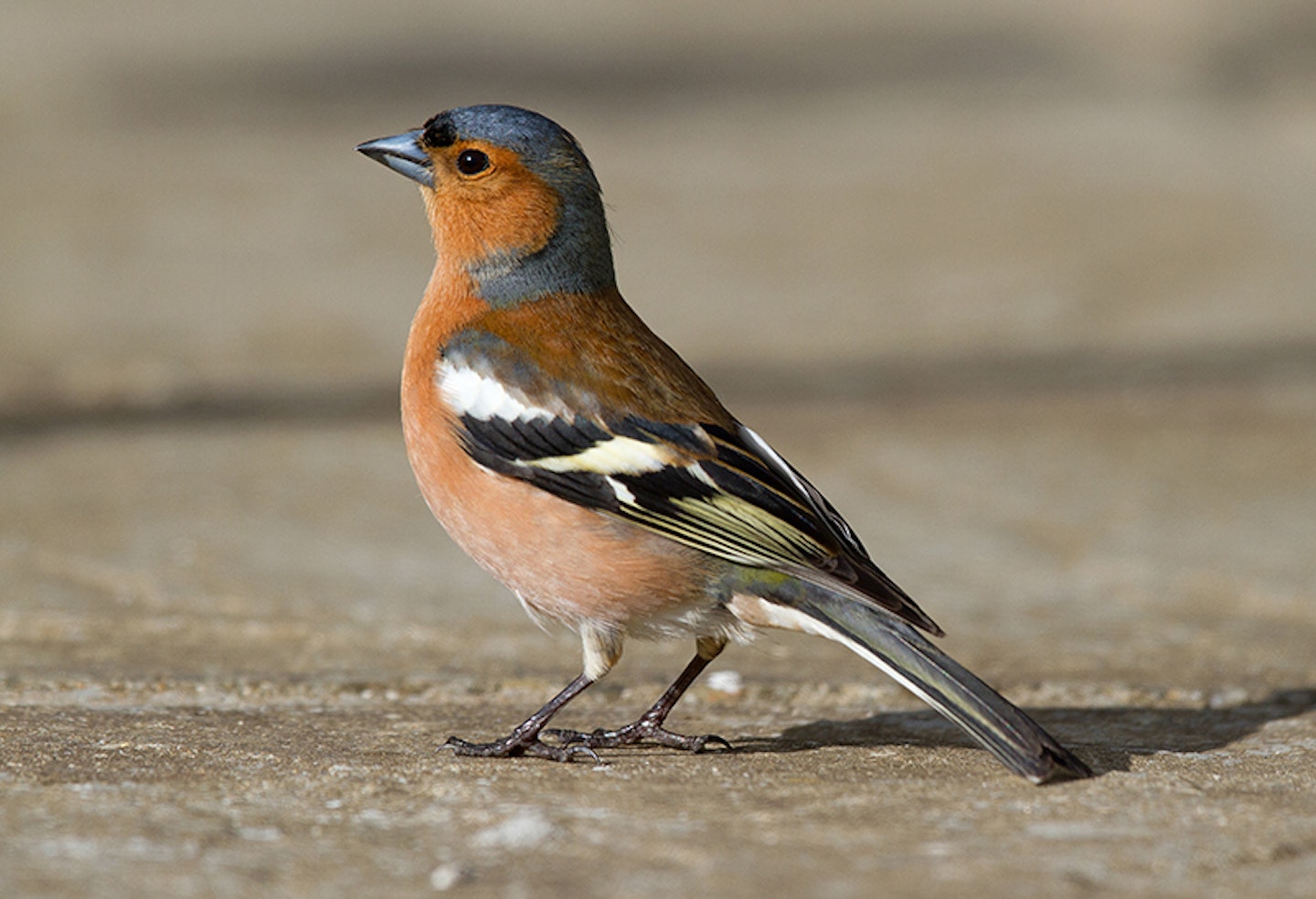 chaffinch