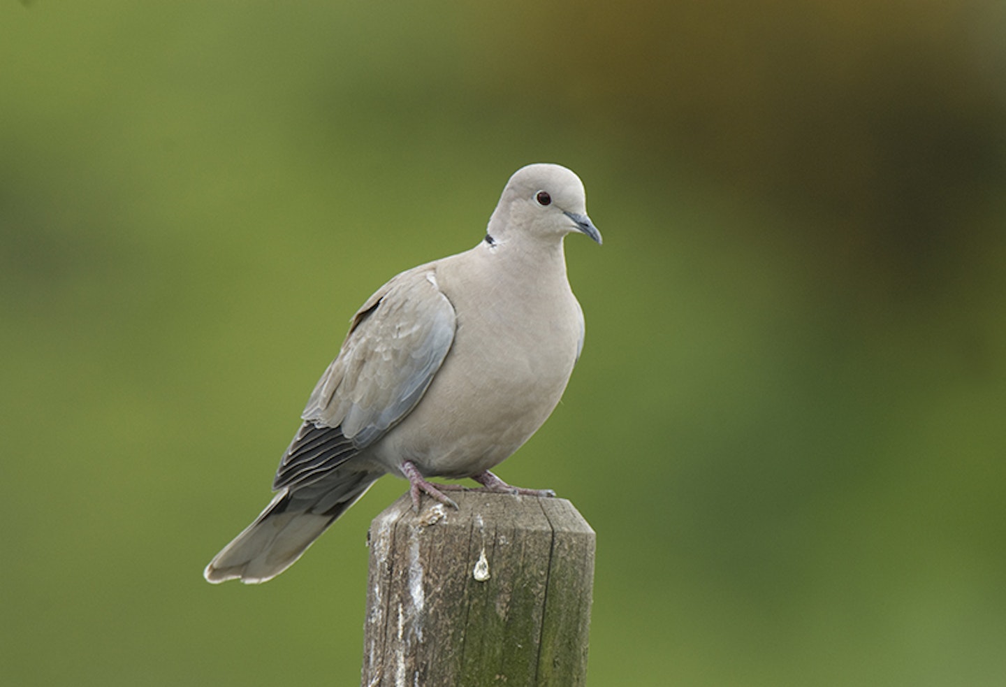 collared dove