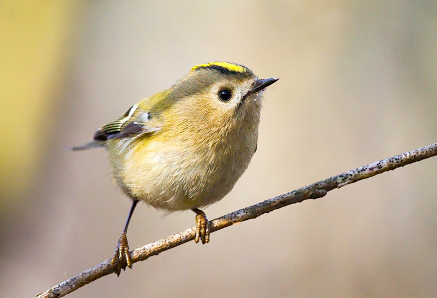 gold crest