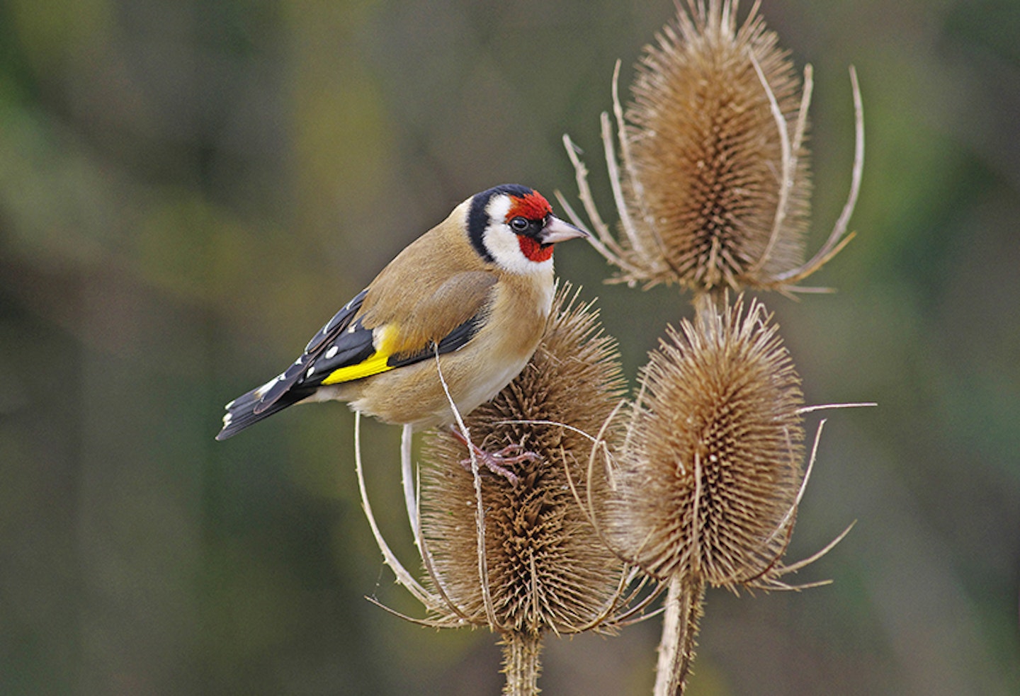 goldfinch