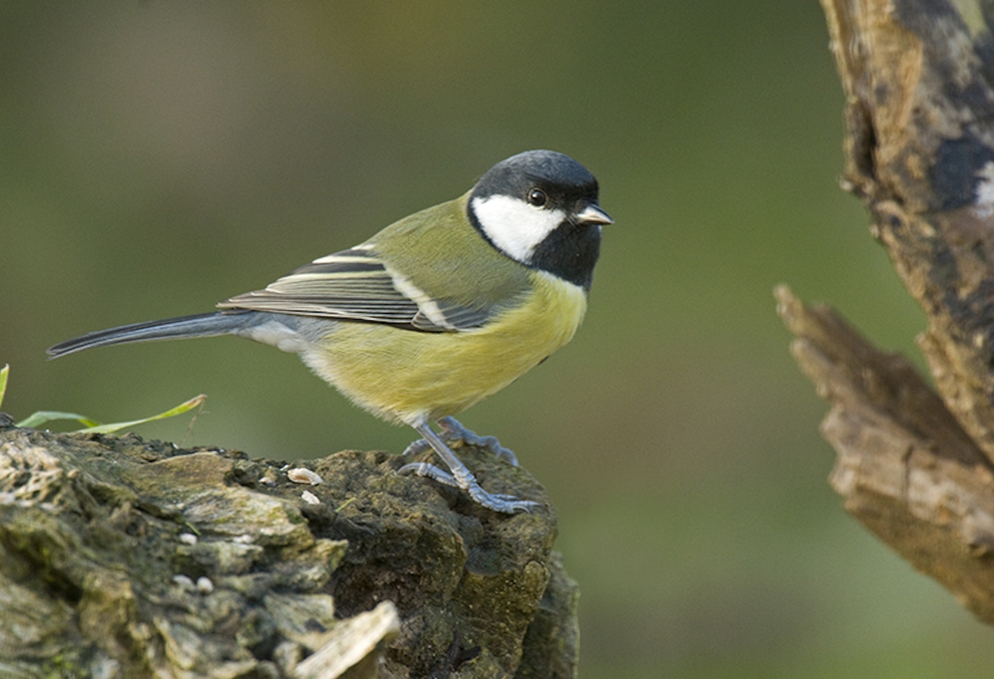 great tit