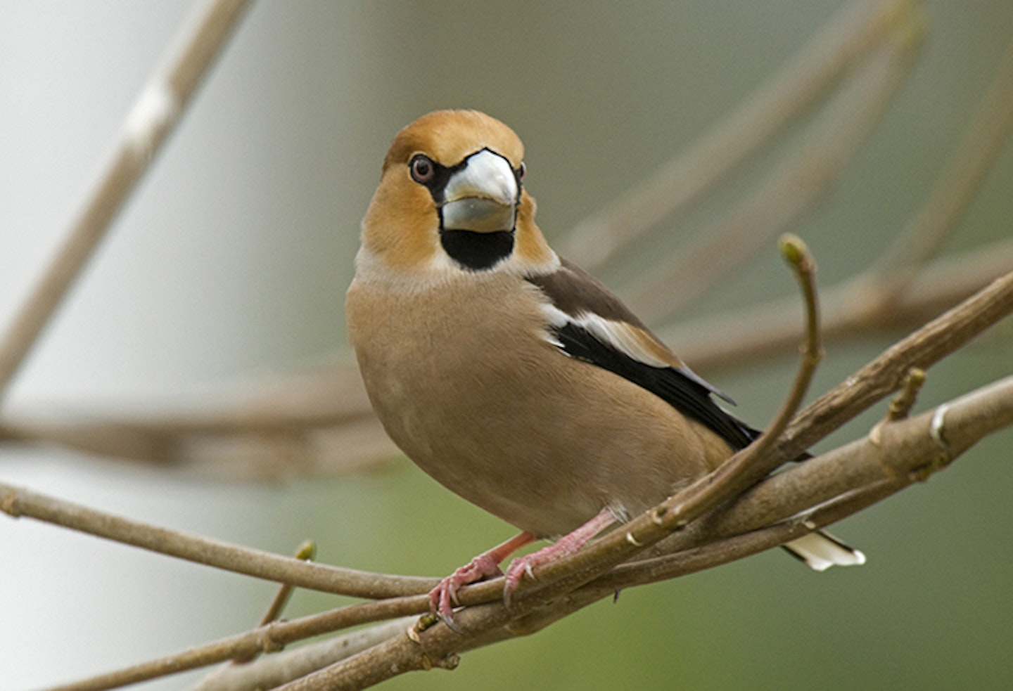 hawfinch