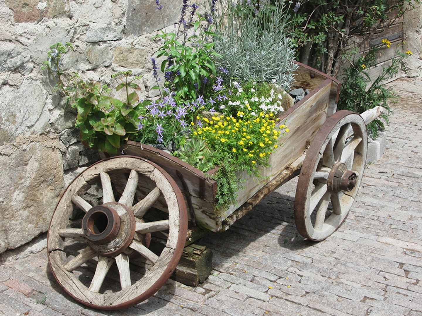 herb garden in wheel barrow
