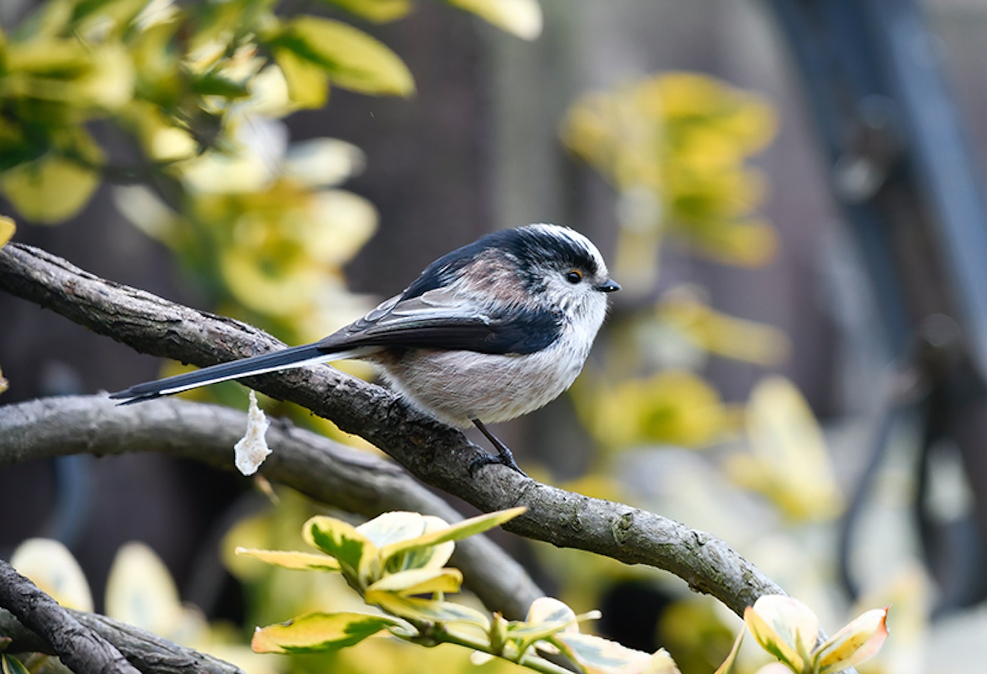 long tailed tits