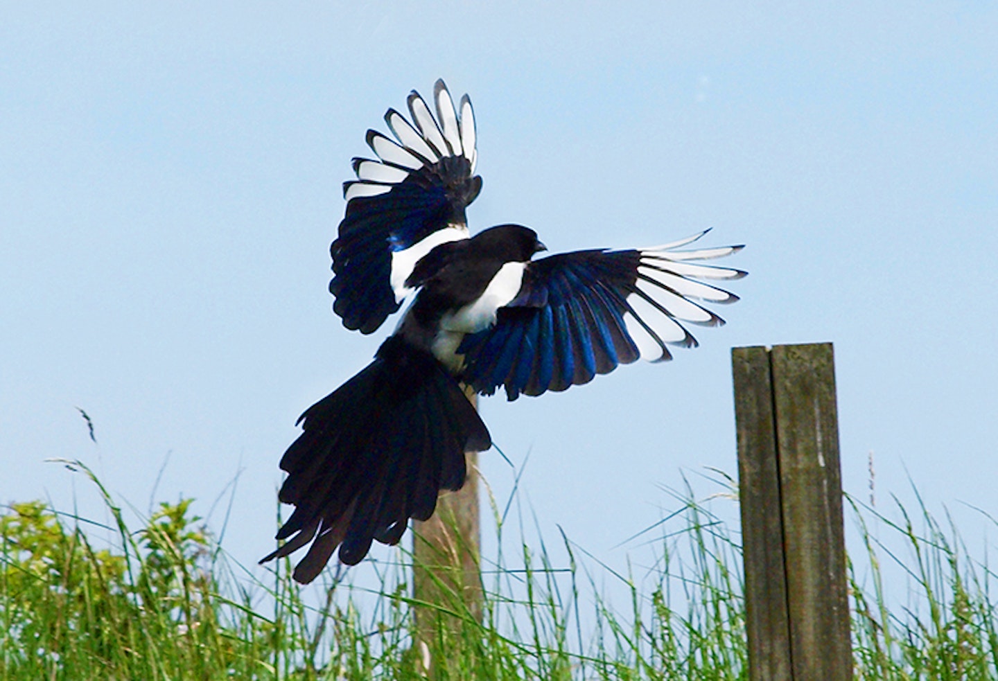 magpie