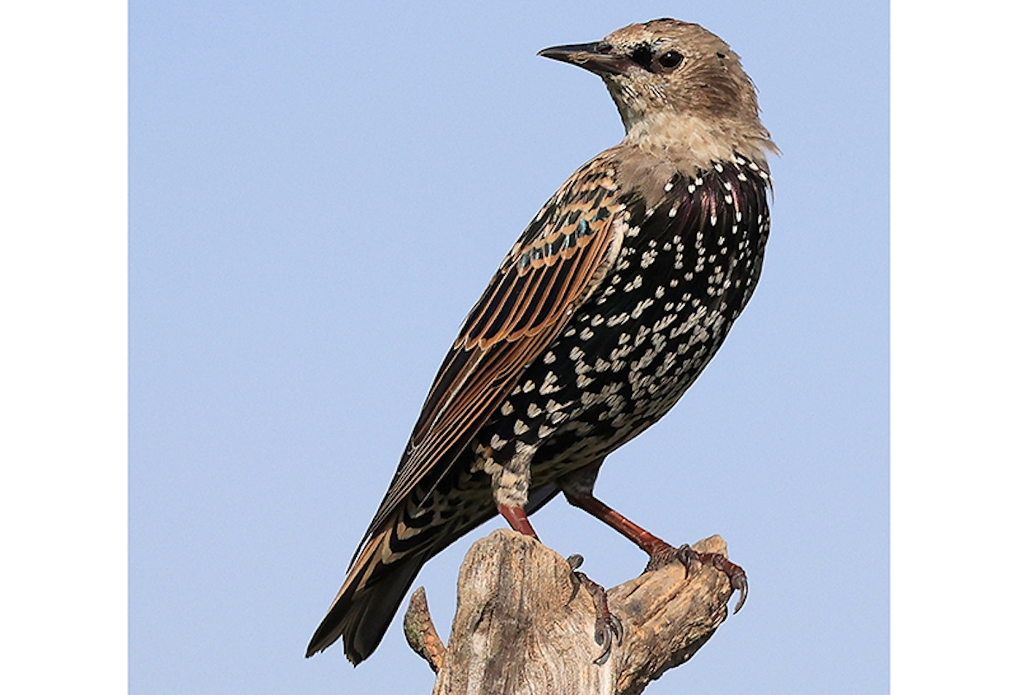 starling