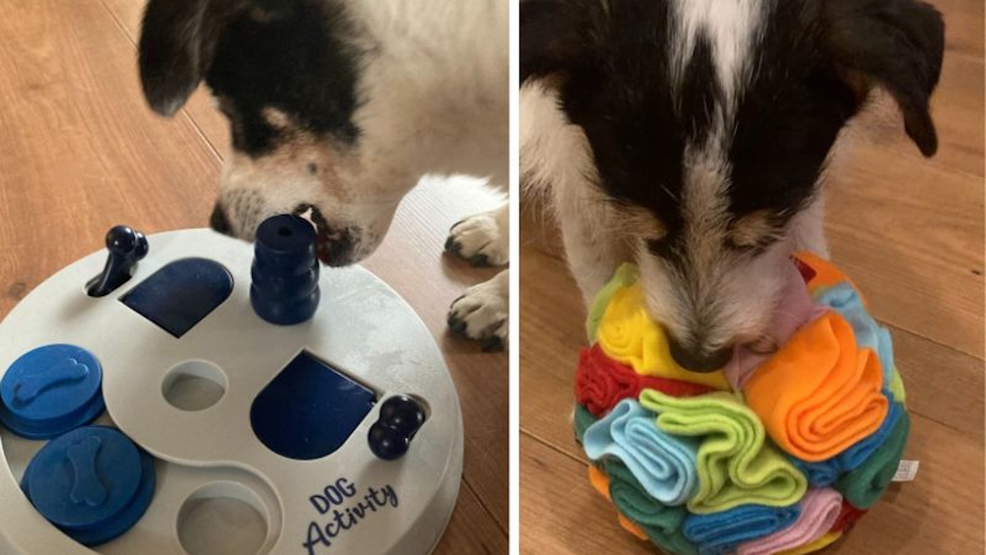 Dogs playing with interactive dog toys